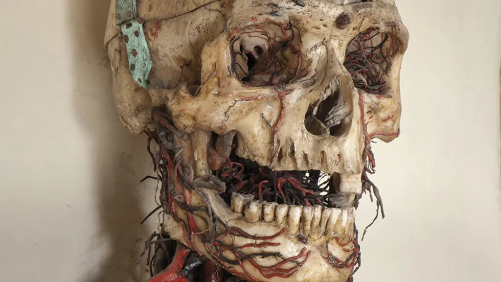 skull of the anatomical machine of the sansevero chapel